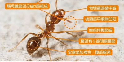 安徽白蚁消杀计划，让您远离隐形破坏者！